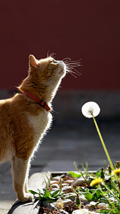 白竹延采集到猫