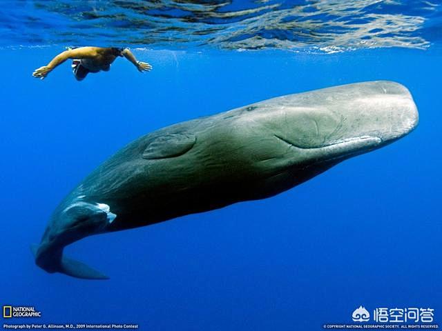海洋中的大型生物，除了蓝鲸还有什么？