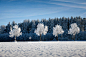 白色,树,冬天,风景_百度图片