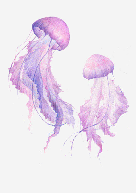 手绘紫色水母