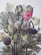 泰国水彩画家----Kitipong Ti : 来自泰国水彩画家 Kitipong Ti 的花卉作品，虚实表现的恰到好处，色彩清丽而不艳，画面清新而不俗…… Kitipong Ti先生是一名泰国水彩画家，目前在曼谷授课 他...