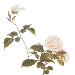 苓心采集到花草 素材