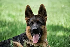 可爱的黑红相间的德国牧羊犬小狗躺在绿色的草地上，露出舌头微笑。可爱的纯种少年狗。小狗为桌面屏保或为拼