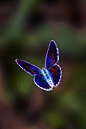 butterfly in flight