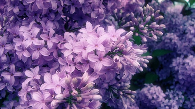 清雅的丁香花图片电脑桌面壁纸鲜花桌面壁纸...