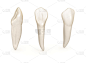 牙科解剖学-上颌中切牙。医学上准确的牙科3D插图