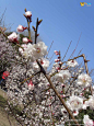 中山公园梅花节, 滕腾旅游攻略