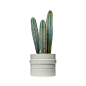 Short Plant Pot : Imported.