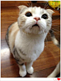 宠物猫 苏格兰折耳猫 补丁加白 银虎斑 美短花纹 纯种 mm-淘宝网