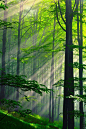 清晨，第一缕阳光，穿透茂密的树林，照射在铺面落叶的森林大地。