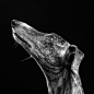 Réglisse, the greyhound 