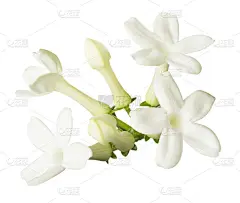 铁荆花在白色背景上