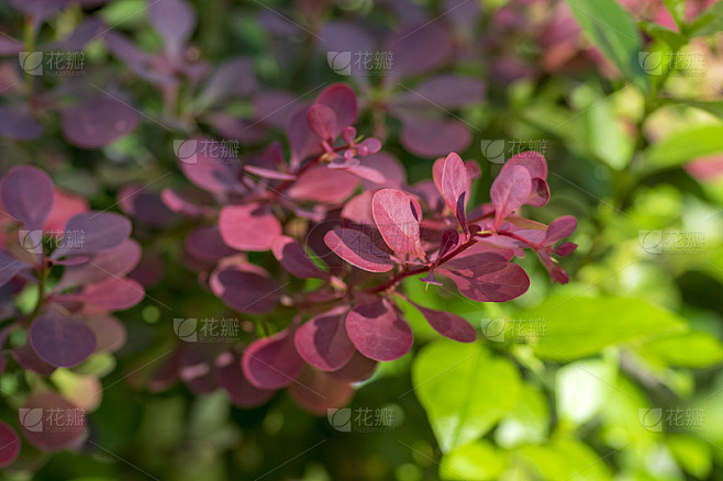 小檗是一种观赏灌木，叶为绿色、紫色和淡红色