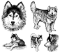 手绘哈士奇插画矢量素材，素材格式：AI，素材关键词：狗,哈士奇,矢量动物