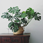 #monstera  - apartmentf15©: 