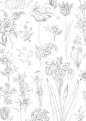 花卉花藤黑白线稿
