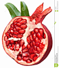 halved-pomegranate-fruit-17282303.jpg (1121×1300)