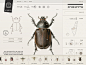 Insect Definer on Behance