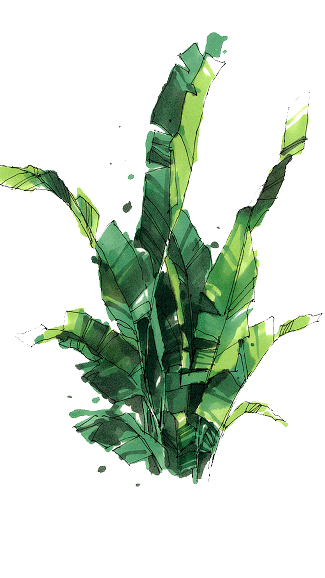 芭蕉叶手绘