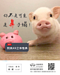 隆鼻   医美整形 h5 设计加V，L1476473805