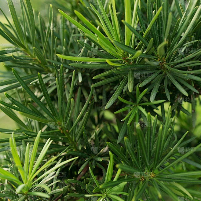 树木枝桠粗壮，自然背景，自然森林，丛林，树叶。素材-花瓣网
