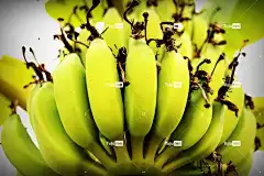 香蕉 树 绿色 森林 免费壁纸 植物 笔记本电脑壁纸 白色的