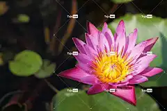 莲花 花 4K壁纸1920X1080 自由背景 泰国 背景 美丽的