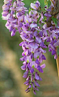 #wisteria | Flower Power | Pinterest