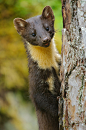 Pine Marten by Julius Kramer