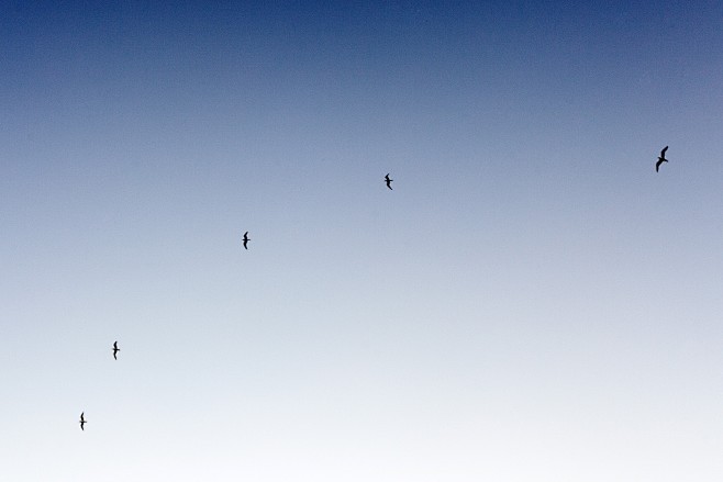 天空,云,极光,星星-flying bi...
