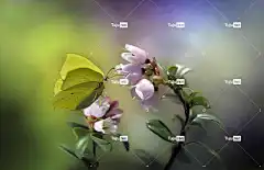 普通硫磺 花卉背景 蝴蝶 美丽的花朵 昆虫 花 花壁纸 翅膀