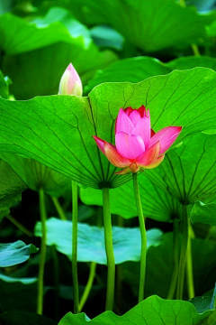 烟雨兰花采集到荷花（莲花）