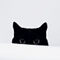 black cat #喵星人#