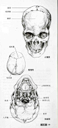 [转载]艺用人体解剖