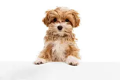点击来源直接获取大图文件 |Beautiful dog, maltipoo golden color posing isolated over white background. Concept of beauty, breed, pets, animal life.