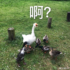一只扶老二采集到我的表情库