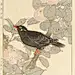 《景年花鸟画谱》是由西泠印社出版社于一八九二年出版，用木版套色套印，以一年四季花鸟为主题的写生作品画谱 ​​​​