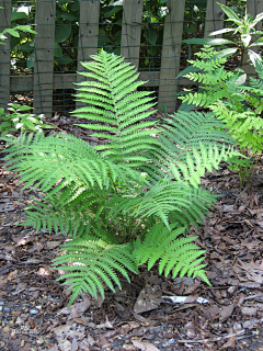 嵩云居士采集到植物搭配