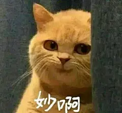 橘猫暗中观察表情包8 