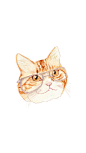 戴眼镜的猫咪