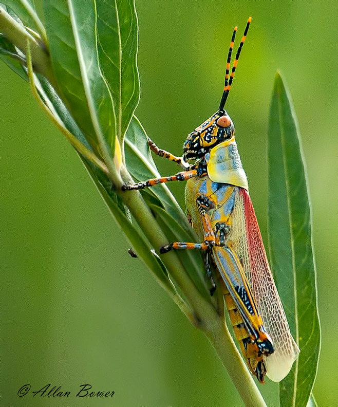 libutron:

Grasshopp...