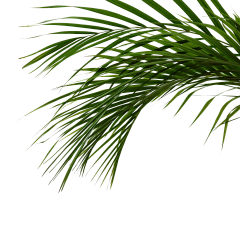 ShEN™采集到贴-植物