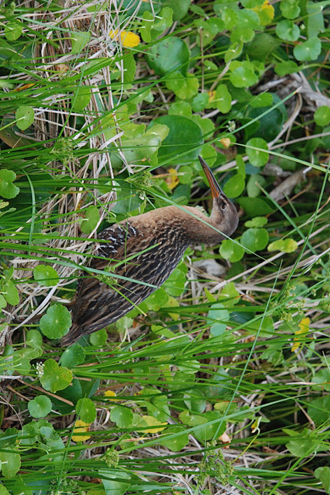鹤形目秧鸡科秧鸡属王秧鸡