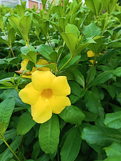 自由水精灵采集到花卉