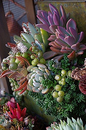 Colourful succulents...