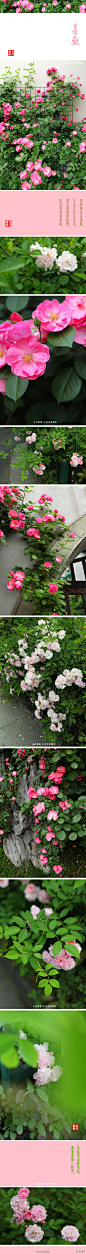 #花瓣花语录#五月花之蔷薇，学名Rosa multiflora，蔷薇科一种蔓藤爬篱笆的小花，花朵娇小可爱。有人说蔷薇是一定要种在院子里的小花。蔷薇花语：美好爱情和爱的思念！