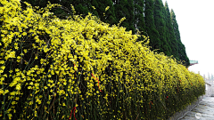 晨☆熙采集到植物详图