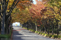 明月清风我wo采集到道路景观