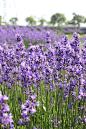 薰衣草 Lavandula angustifolia