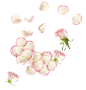 花瓣
